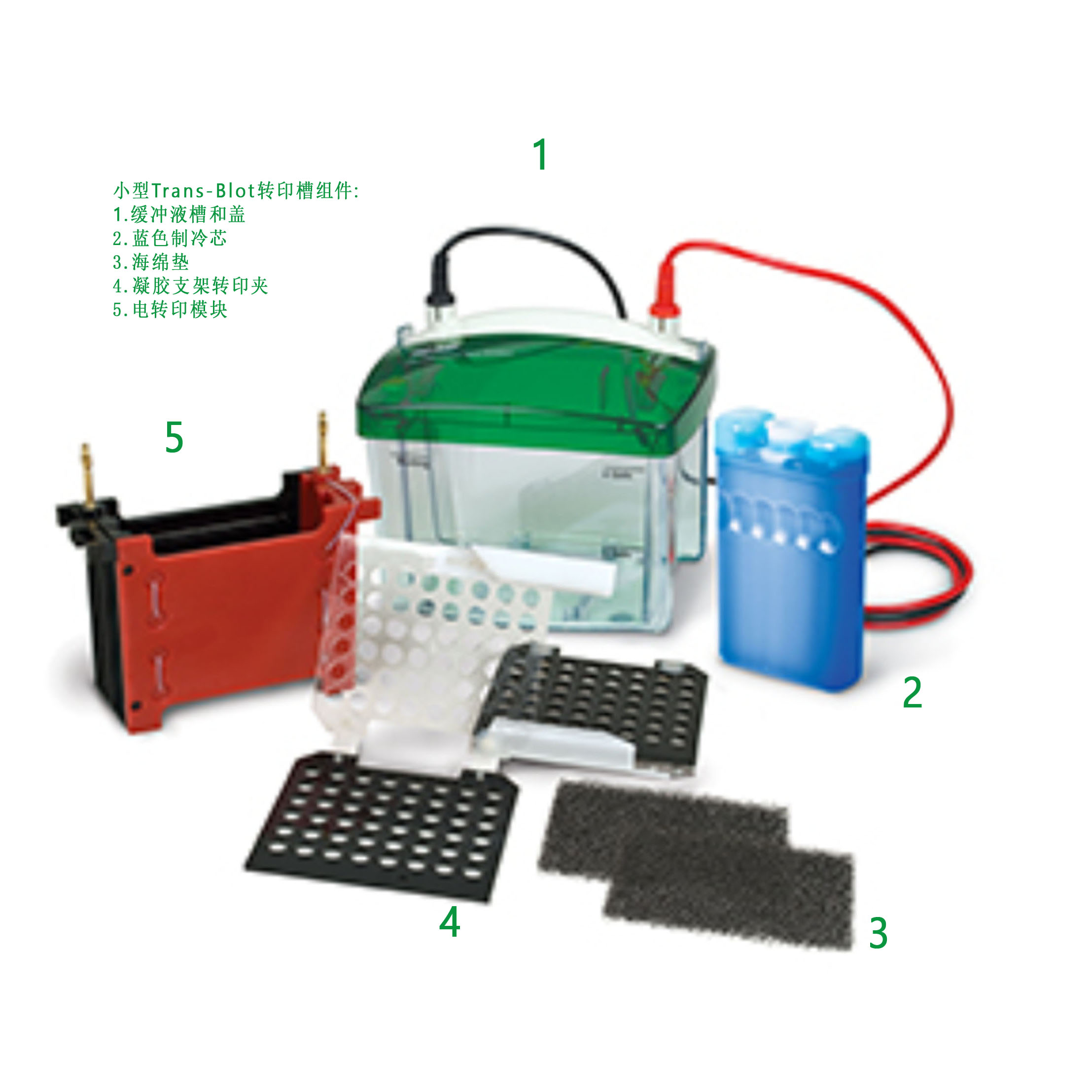 Mini Trans-Blot 電泳轉(zhuǎn)移槽 Mini Trans-Blot Electrophoretic Transfer Cell