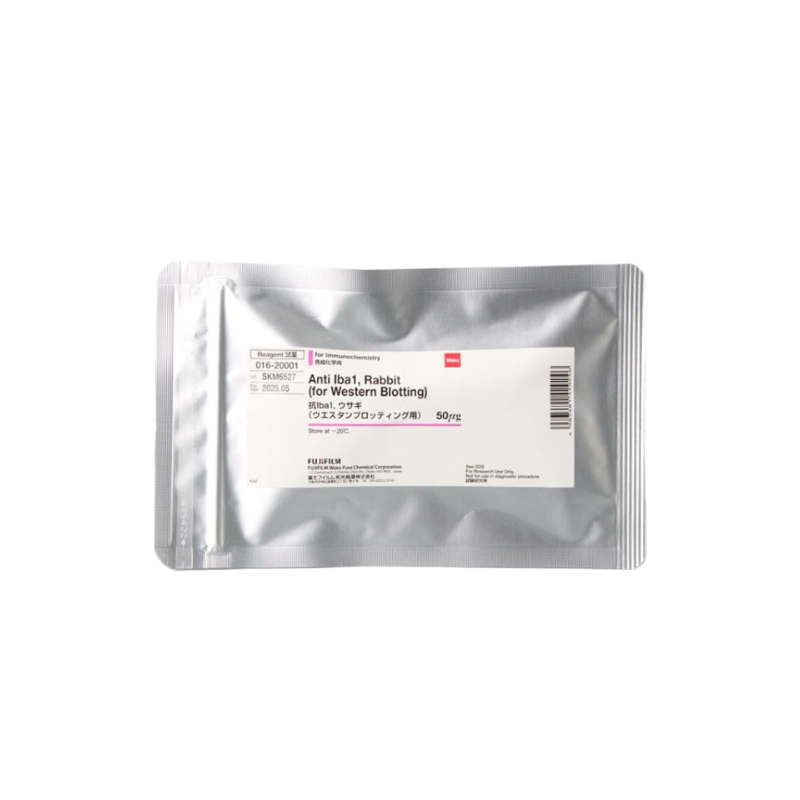 小膠質(zhì)細(xì)胞/巨噬細(xì)胞特異性蛋白抗體（免疫印跡）