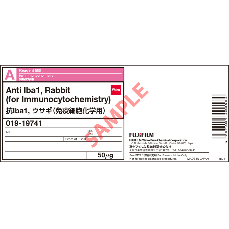 小膠質(zhì)細(xì)胞/巨噬細(xì)胞特異性蛋白抗體（免疫組化）