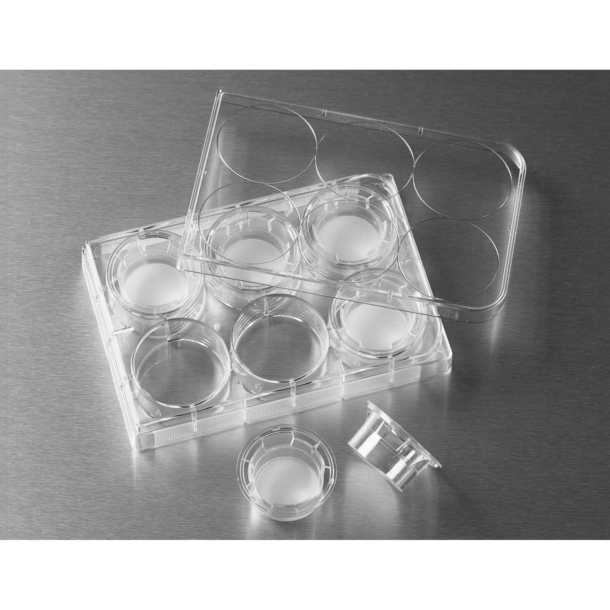 Transwell嵌套，含6孔板（PC膜，24mm，孔徑3.0um) 24 mm Transwell? with 3.0 μm Pore Polycarbonate Membrane Insert, Sterile