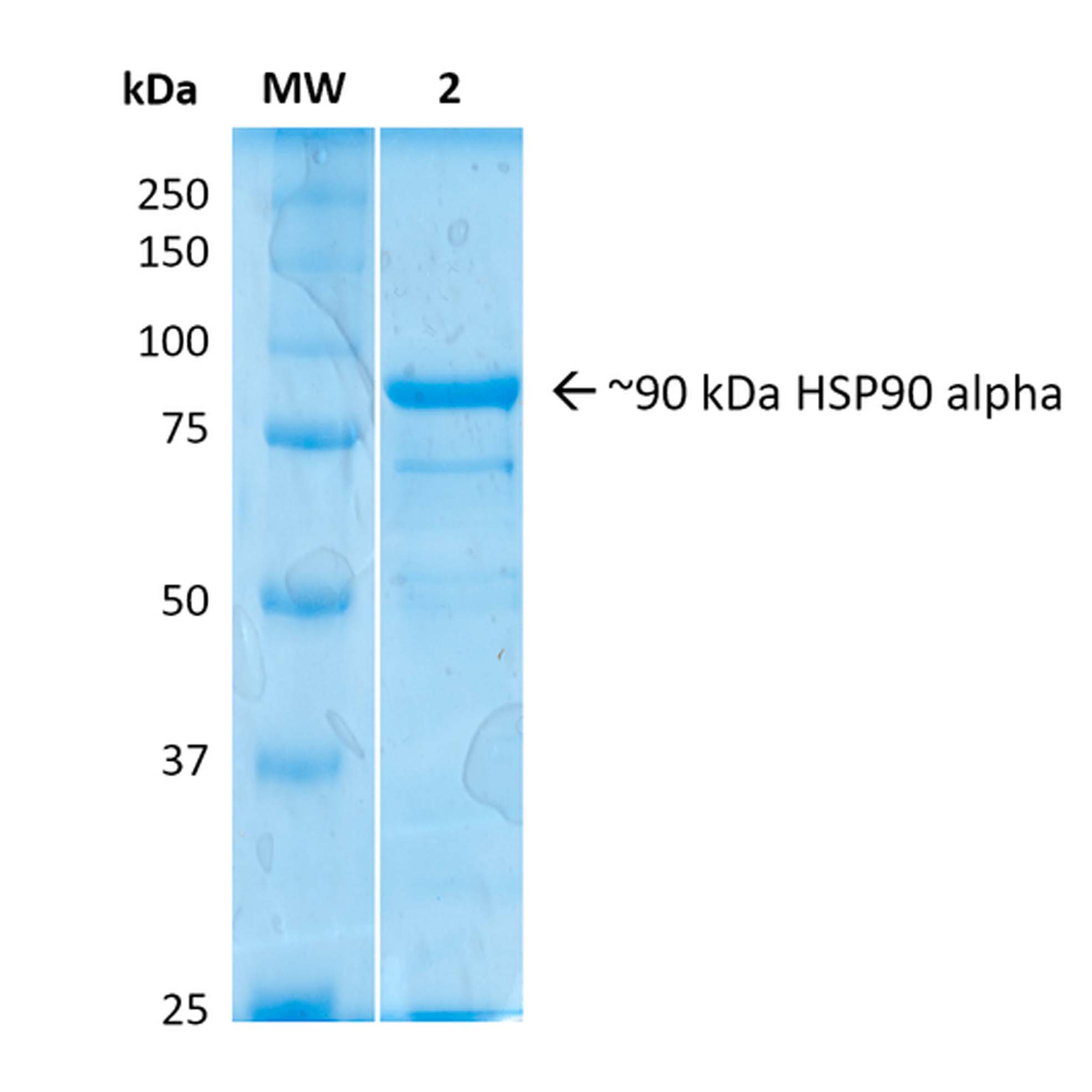 人重組HSP90 alpha蛋白